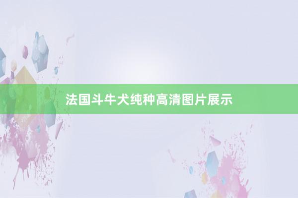 法国斗牛犬纯种高清图片展示